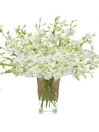 ارکیده سفید در یک گلدان 6 ساقه گل - گل تازه دبی